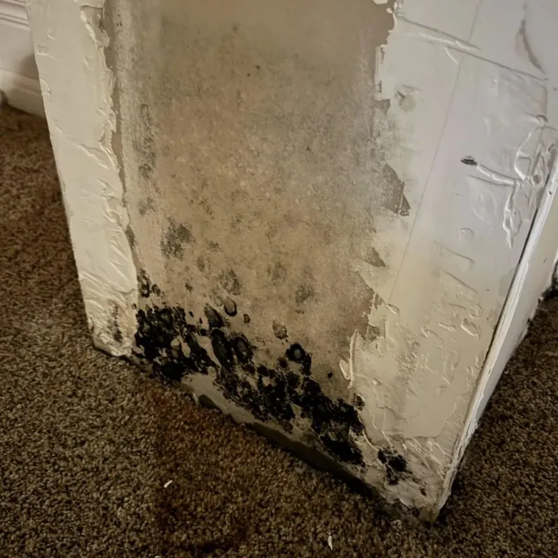 Professional Mold Removal in Mineral County, CO